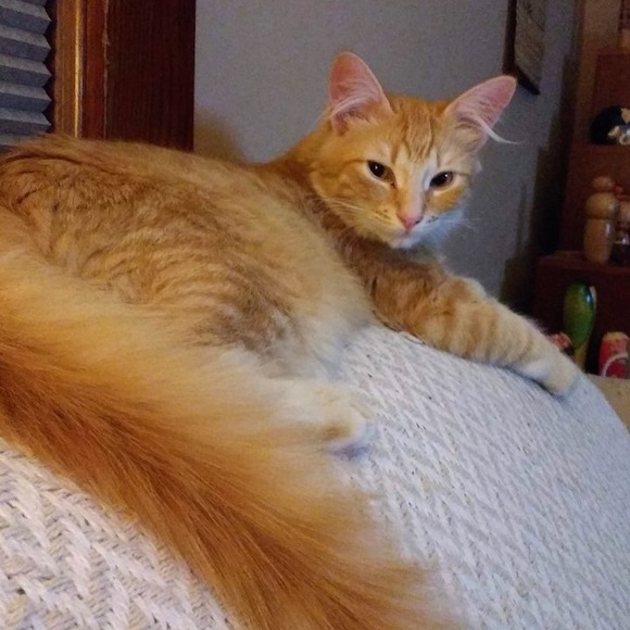 Meet your Posher, Lindsay - Picture 1 of 1